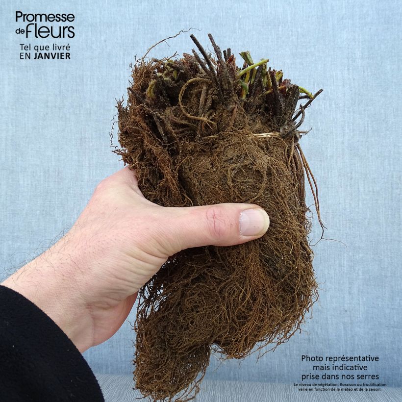 Amostra de Fraisier Mara des Bois (remontant) Raízes nuas tal como entregue no inverno