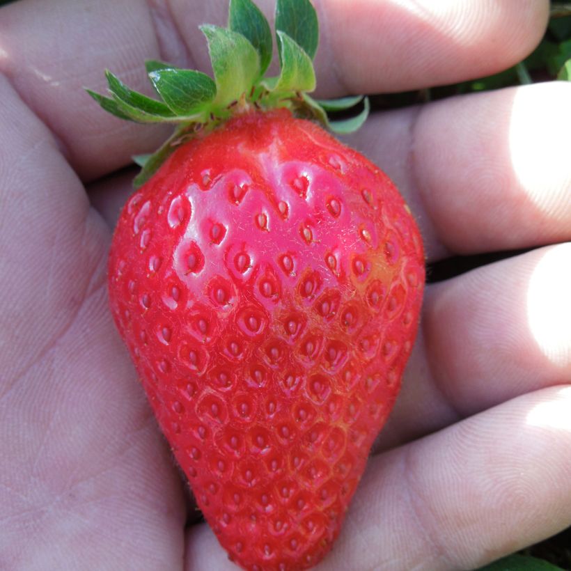 Morangueiro Mariguette remontante plantas jovens (Colheita)