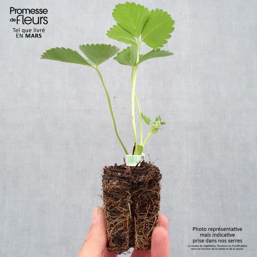 Amostra de Fraisier Mariguette (remontant) Bio Motte 5 cm x 7 cm tal como entregue na primavera