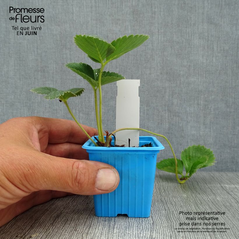 Amostra de Morangueiro Mariguette remontante plantas jovens Vaso de 7/8 cm tal como entregue no verão