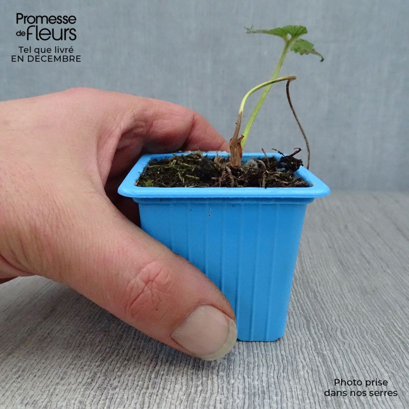 Amostra de Fraisier Mariguette (remontant) en plants Vaso de 7/8 cm tal como entregue no inverno