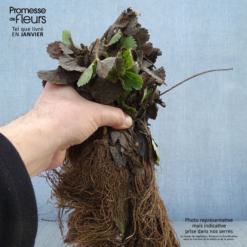 Amostra de Fraisier Mariguette (remontant) en plants Raízes nuas tal como entregue no inverno