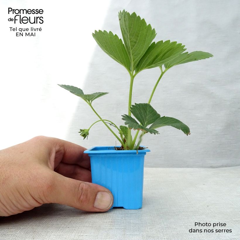 Amostra de Morangueiro Mariguette remontante plantas jovens Vaso de 7/8 cm tal como entregue na primavera