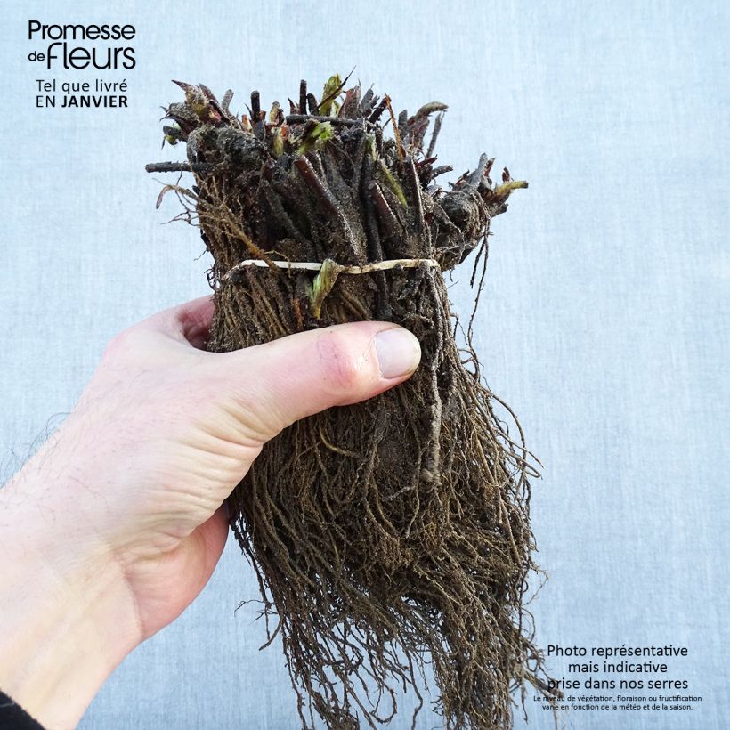 Amostra de Fraisier Maxim (non remontant ) Raízes nuas tal como entregue no inverno