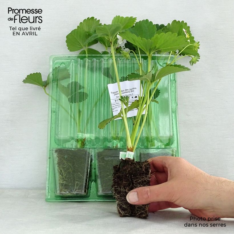 Amostra de Fraisier Rubis des Jardins (Non remontant)  Torrão de 5 cm x 7 cm tal como entregue na primavera