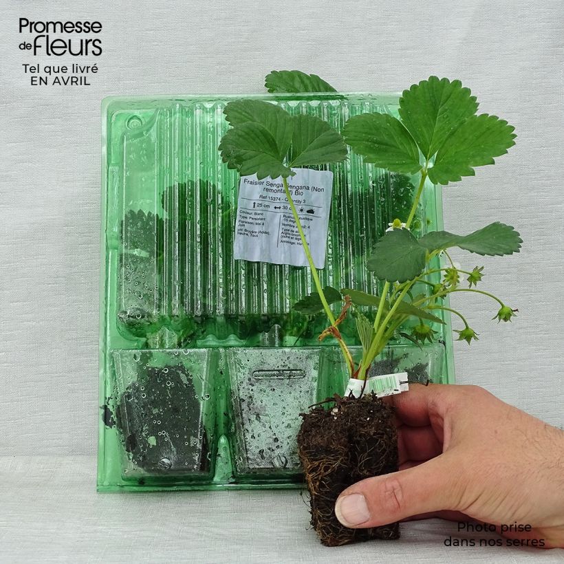 Amostra de Fraisier Senga Sengana  (Non remontant)  Torrão de 5 cm x 7 cm tal como entregue na primavera