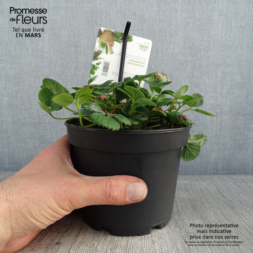 Amostra de Fraisier Temptation - Fraise des bois à gros fruits Vaso de 1,5 L/2 L tal como entregue no inverno