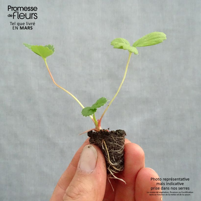 Amostra de Fraisier Toscana F1 Deep Rose en mini-mottes Mini-torrão Ø 3/4 cm tal como entregue na primavera