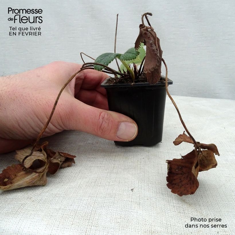 Amostra de Fraisier White Pineberry Vaso de 8/9 cm tal como entregue no inverno