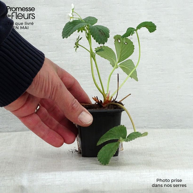 Amostra de Morangueiro White Pineberry Vaso de 8/9 cm tal como entregue na primavera