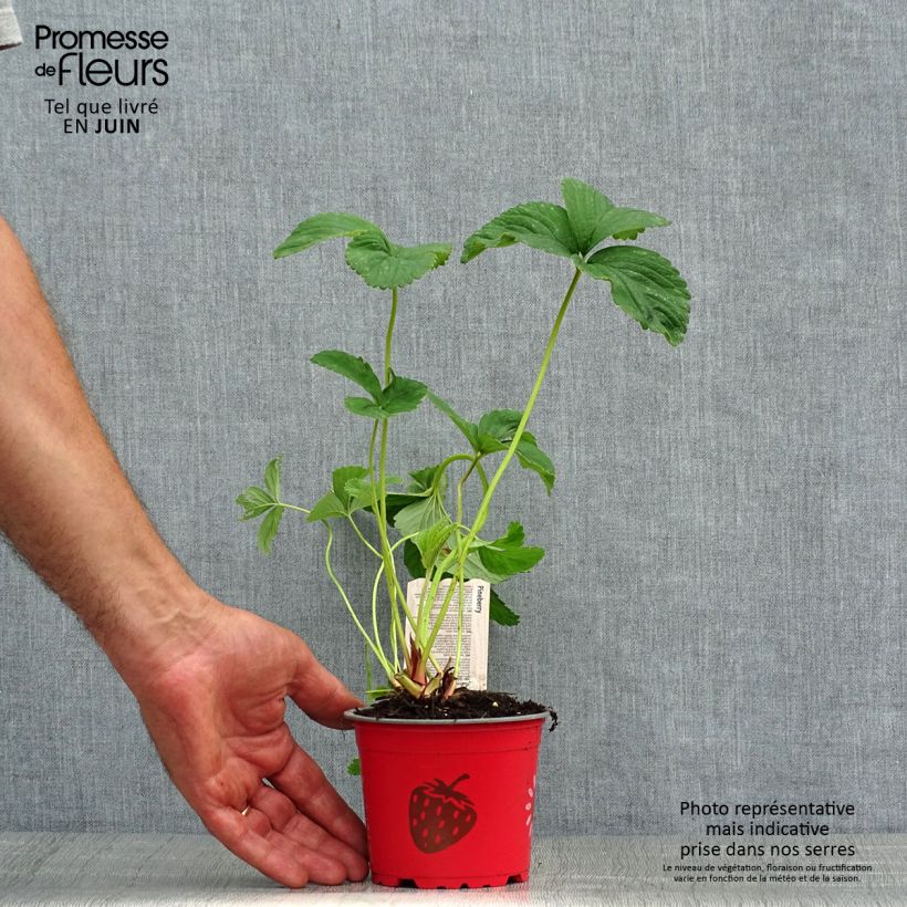 Amostra de Morangueiro White Pineberry Vaso de 8/9 cm tal como entregue no verão