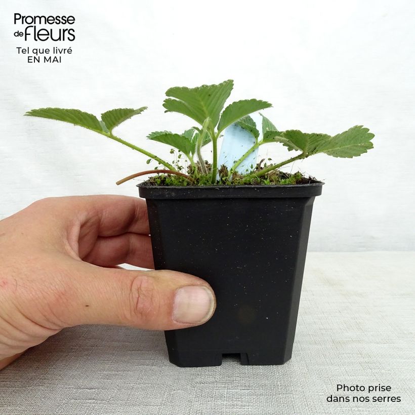 Amostra de Fragaria nubicola Mont Omei Vaso de 8/9 cm tal como entregue na primavera