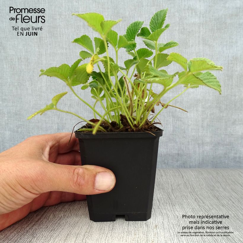 Amostra de Fragaria nubicola Mont Omei Vaso de 8/9 cm tal como entregue no verão