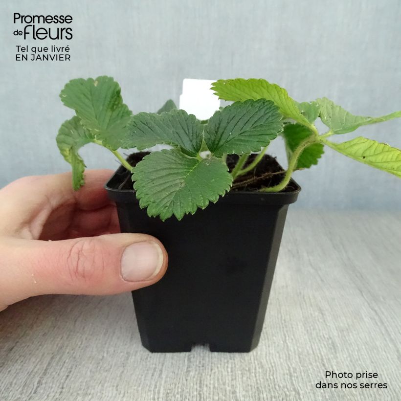 Amostra de Fragaria nubicola Mont Omei Vaso de 8/9 cm tal como entregue no inverno