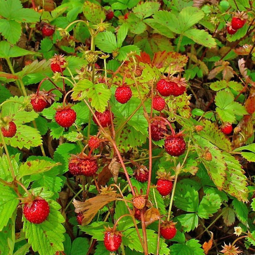 Morangueiro-silvestre Bio - Fragaria vesca (Colheita)