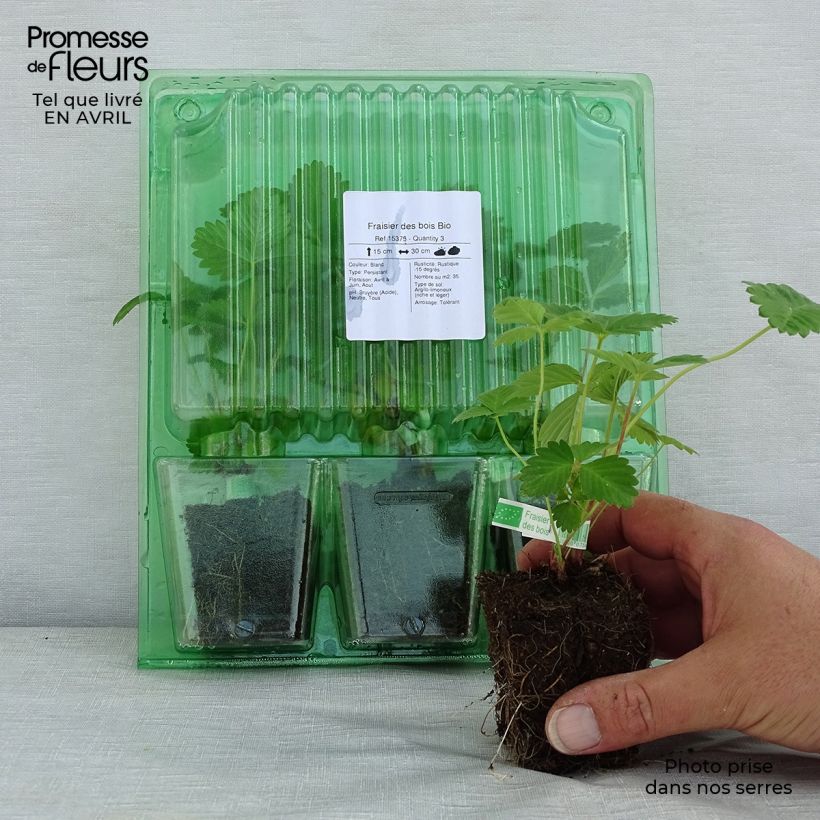 Amostra de Fraisier des bois Bio Motte 5 cm x 7 cm tal como entregue na primavera