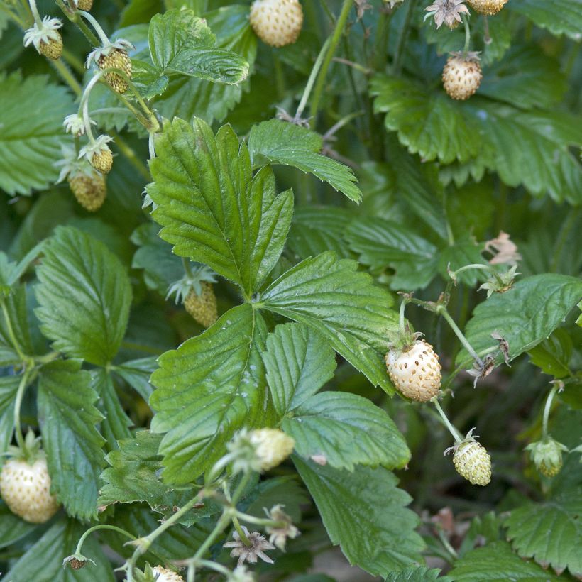 Morangueiro Silvestre Yellow Wonder sementes (Folhagem)