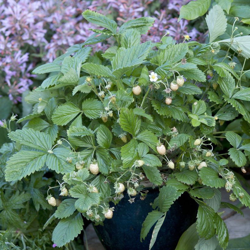 Morangueiro Silvestre Yellow Wonder sementes (Hábito)