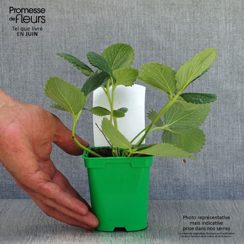 Amostra de Morangueiro Mount Everest plantas jovens Vaso de 10 cm/11 cm tal como entregue no verão