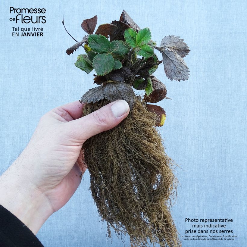 Amostra de Fraisier grimpant Mount Everest en plants Raízes nuas tal como entregue no inverno