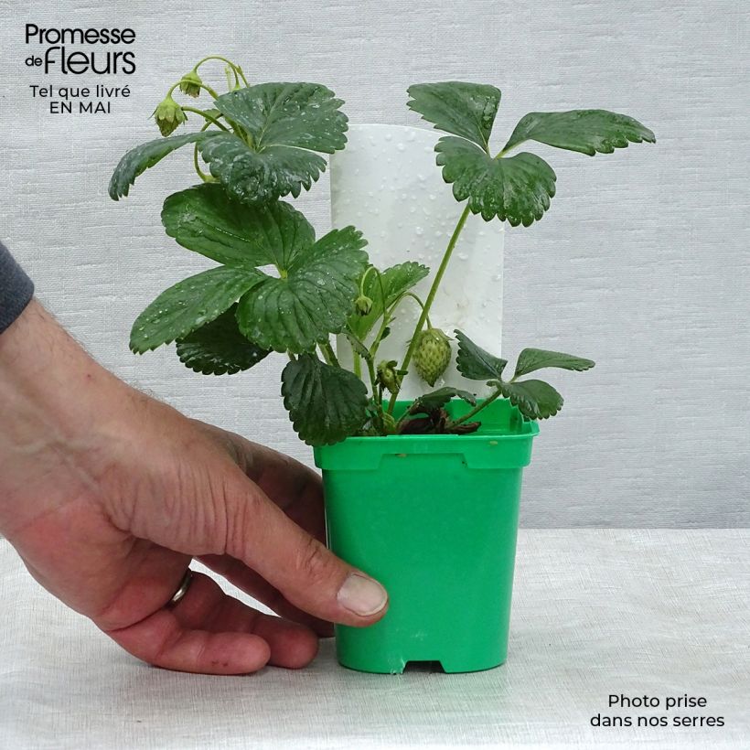Amostra de Fraisier grimpant Mount Everest en plants Vaso de 10 cm/11 cm tal como entregue na primavera