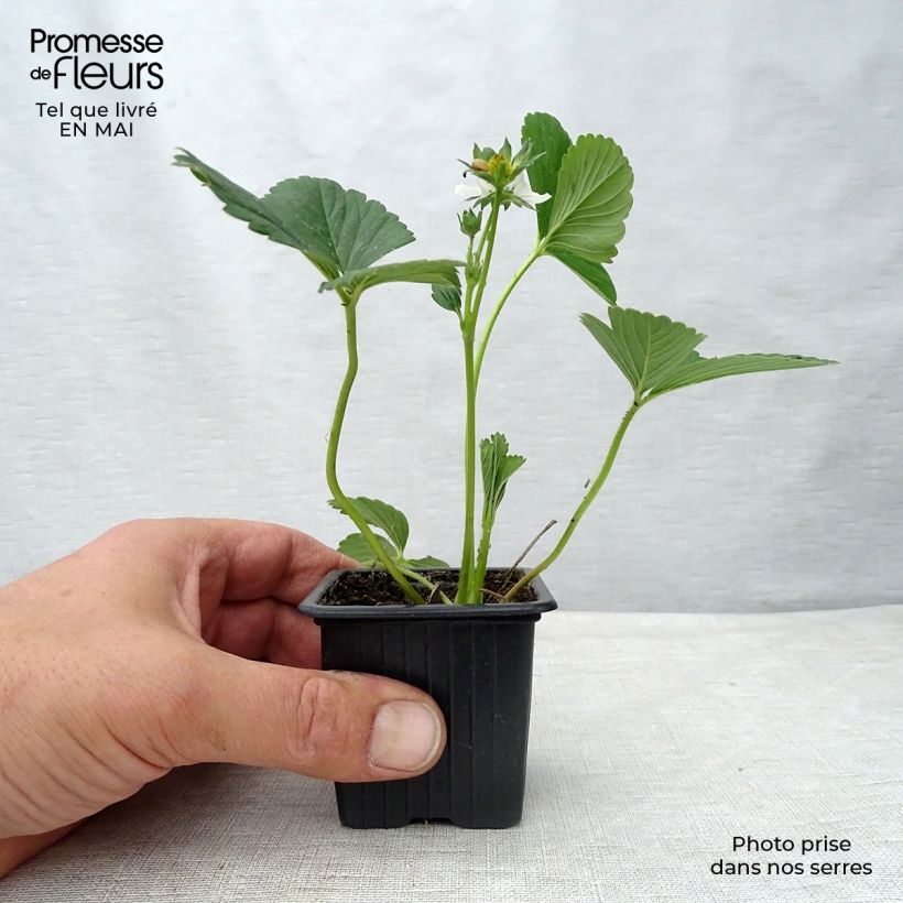 Amostra de Morangueiro Maestro remontante Vaso de 7/8 cm tal como entregue na primavera