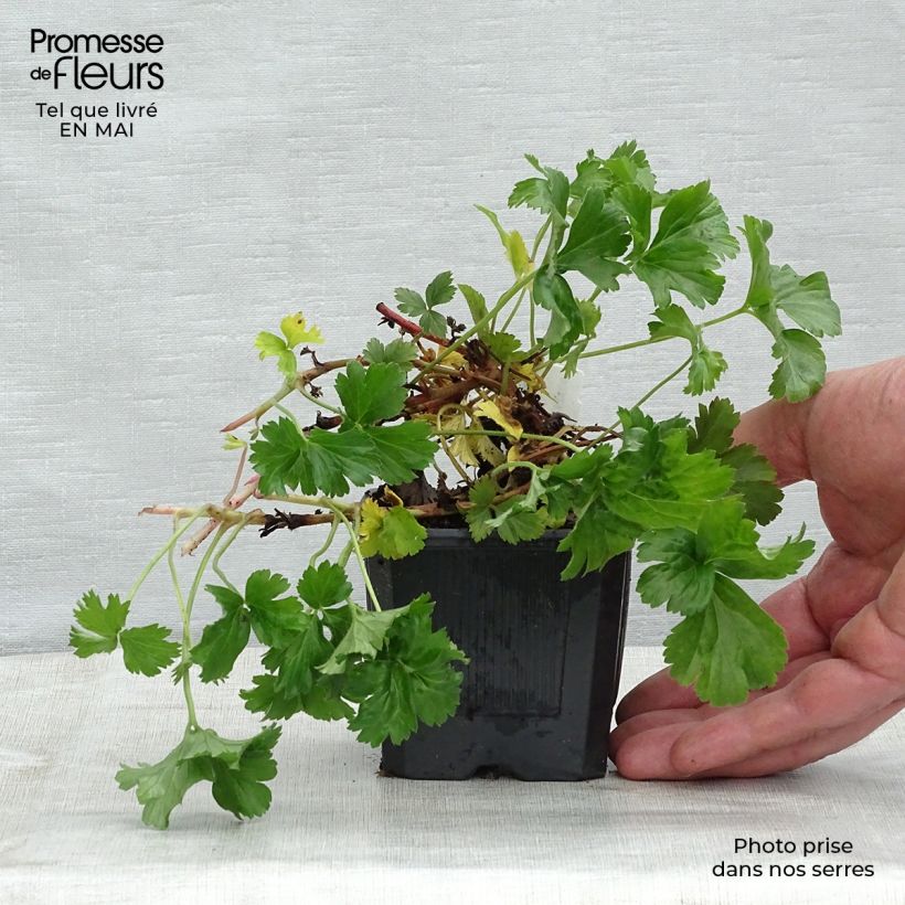 Amostra de Waldsteinia ternata Vaso de 8/9 cm tal como entregue na primavera