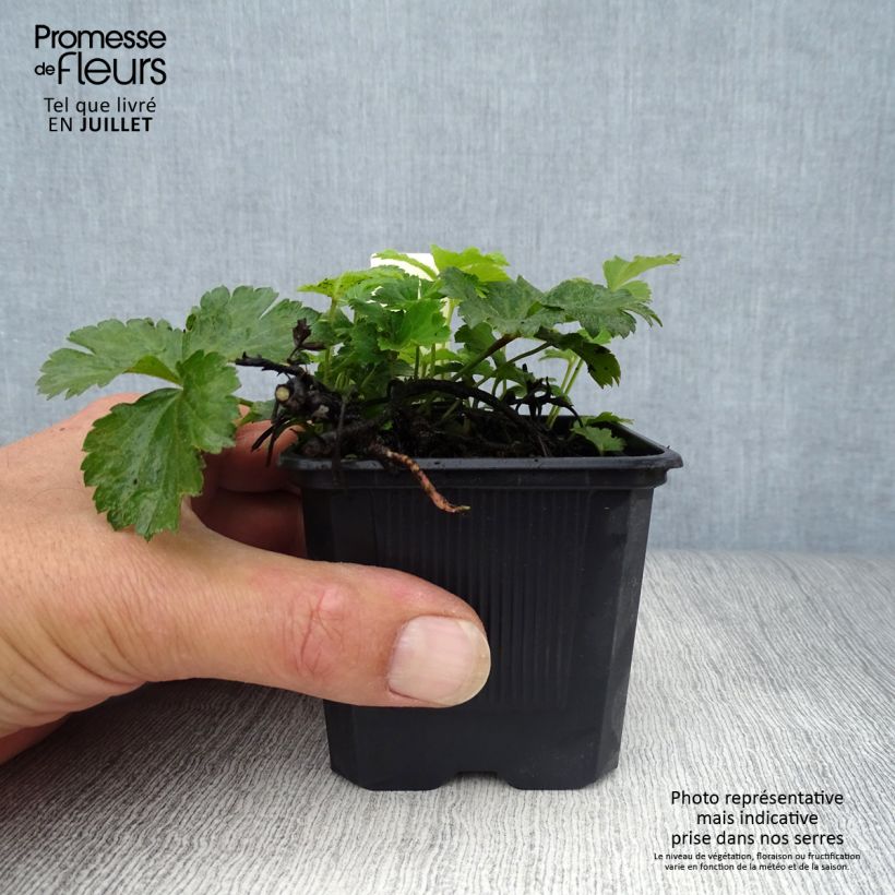 Amostra de Waldsteinia ternata Vaso de 8/9 cm tal como entregue no verão
