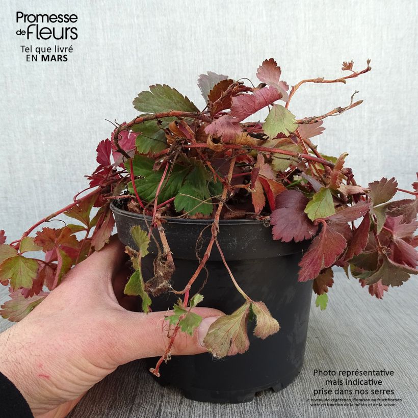 Amostra de Fraisier stérile - Waldsteinia ternata Vaso de 2 L/3 L tal como entregue no inverno