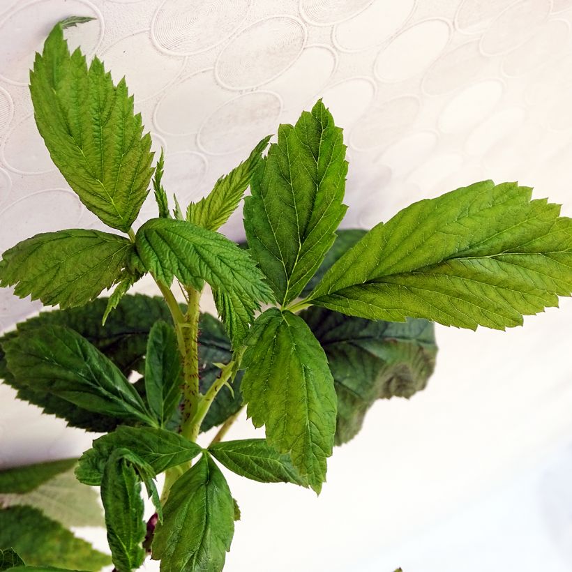 Framboeseiro Aroma Queen remontante - Rubus idaeus (Folhagem)