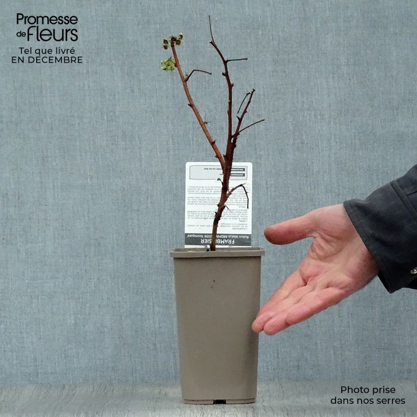 Amostra de Framboisier Aroma Queen (remontant) Pot de 1,5L/2L, Touffe tal como entregue no inverno