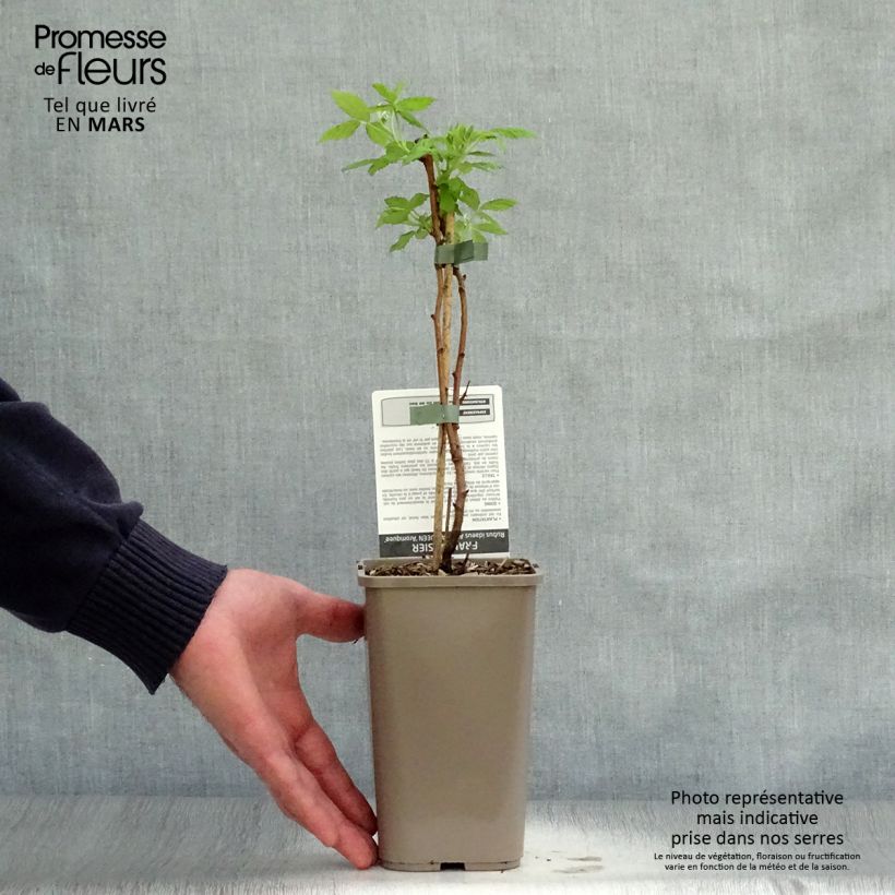 Amostra de Framboeseiro Aroma Queen remontante - Rubus idaeus Vaso de 1,5 L/2 L, Tufo tal como entregue na primavera