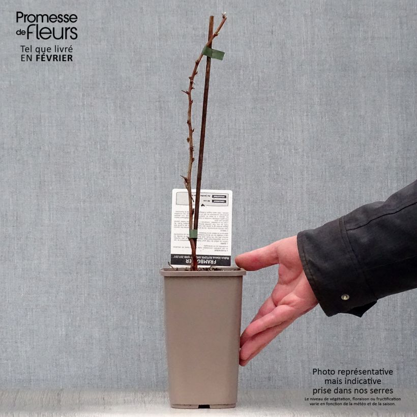 Amostra de Framboisier Autumn Amber (remontant) Pot de 1,5L/2L, Touffe tal como entregue no inverno