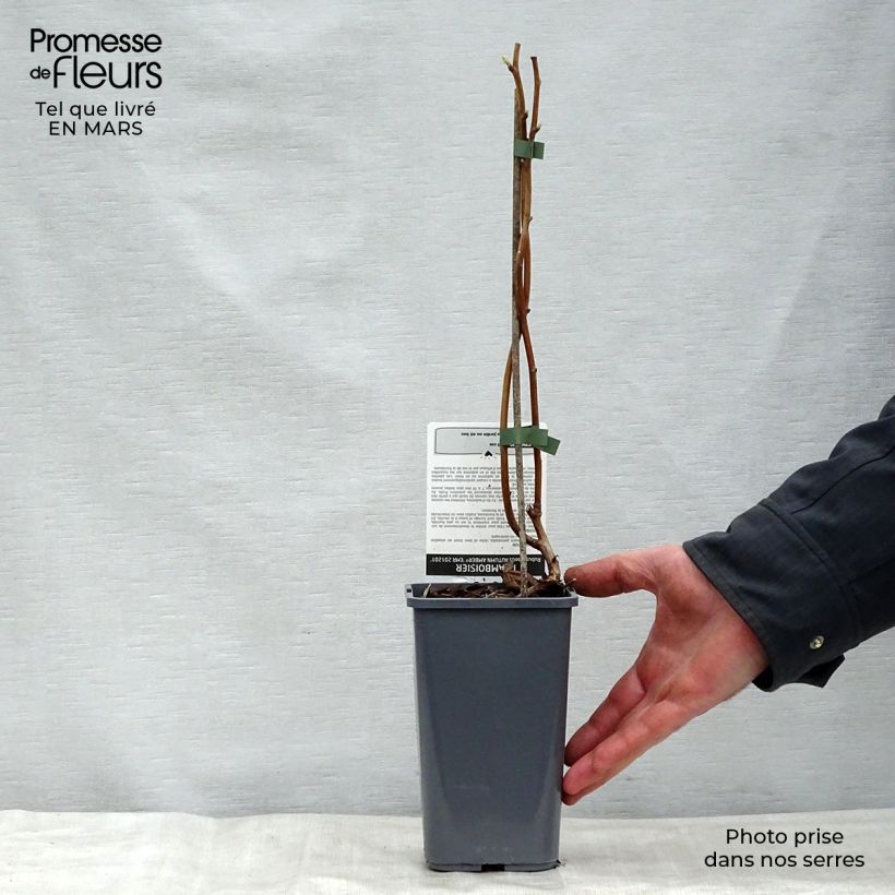 Amostra de Framboeseiro Autumn Amber remontante - Rubus idaeus Vaso de 1,5 L/2 L, Tufo tal como entregue na primavera