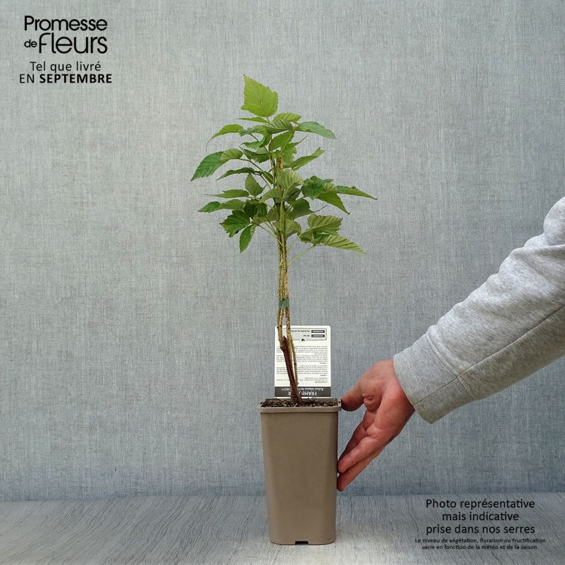 Amostra de Framboeseiro Autumn First remontante - Rubus idaeus Vaso de 1,5 L/2 L, Tufo tal como entregue no outono