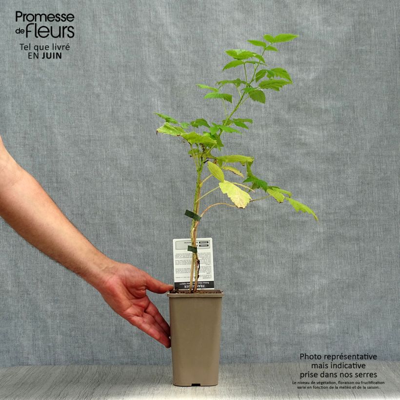 Amostra de Framboeseiro Autumn First remontante - Rubus idaeus Vaso de 1,5 L/2 L, Tufo tal como entregue no verão