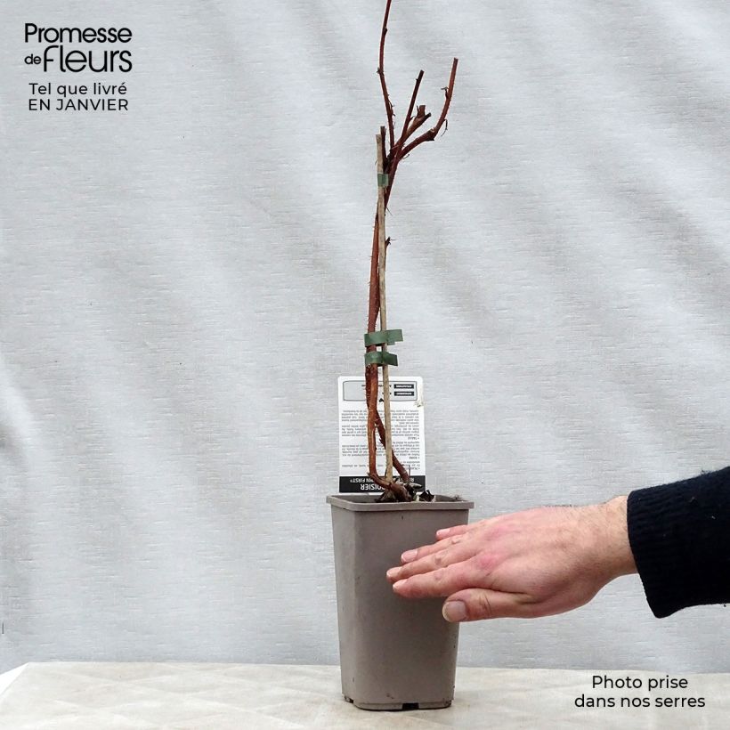 Amostra de Framboisier Autumn First (remontant ) Vaso de 1,5 L/2 L, Tufo tal como entregue no inverno