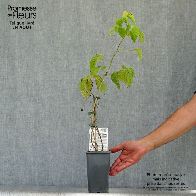 Amostra de Framboeseiro Autumn Happy® remontante Bio - Rubus idaeus Vaso de 1,5 L/2 L, Arbusto tal como entregue no verão