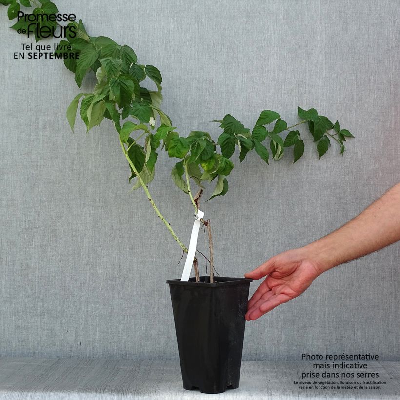 Amostra de Framboeseiro Autumn Passion® remontante - Rubus idaeus Vaso de 2 L/3 L, Tufo tal como entregue no verão