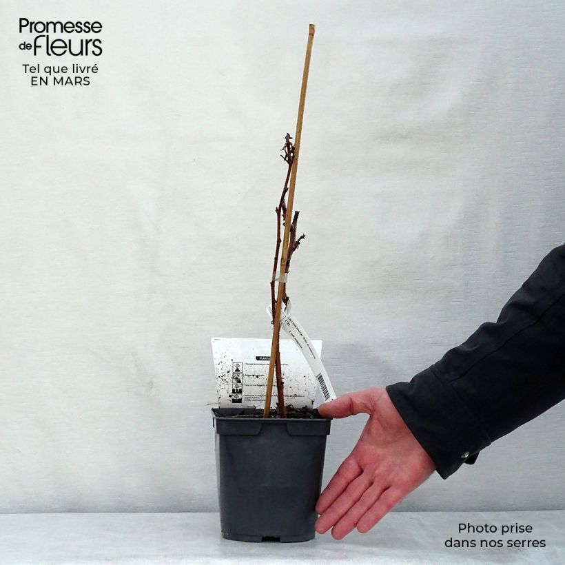 Amostra de Framboeseiro Belle de Malicorne® Georges Delbard - Rubus idaeus Vaso de 2 L/3 L, Tufo tal como entregue na primavera