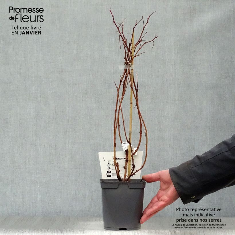 Amostra de Framboisier Belle de Malicorne - Georges Delbard Vaso de 2 L/3 L, Tufo tal como entregue no inverno