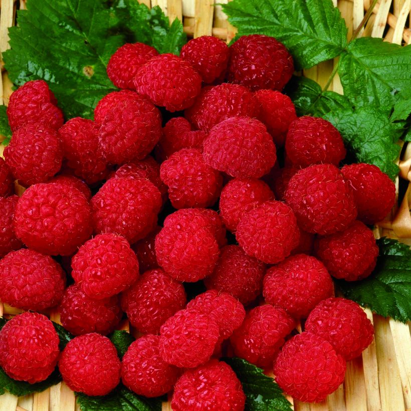 Framboeseiro Belle de Malicorne® Georges Delbard - Rubus idaeus (Colheita)