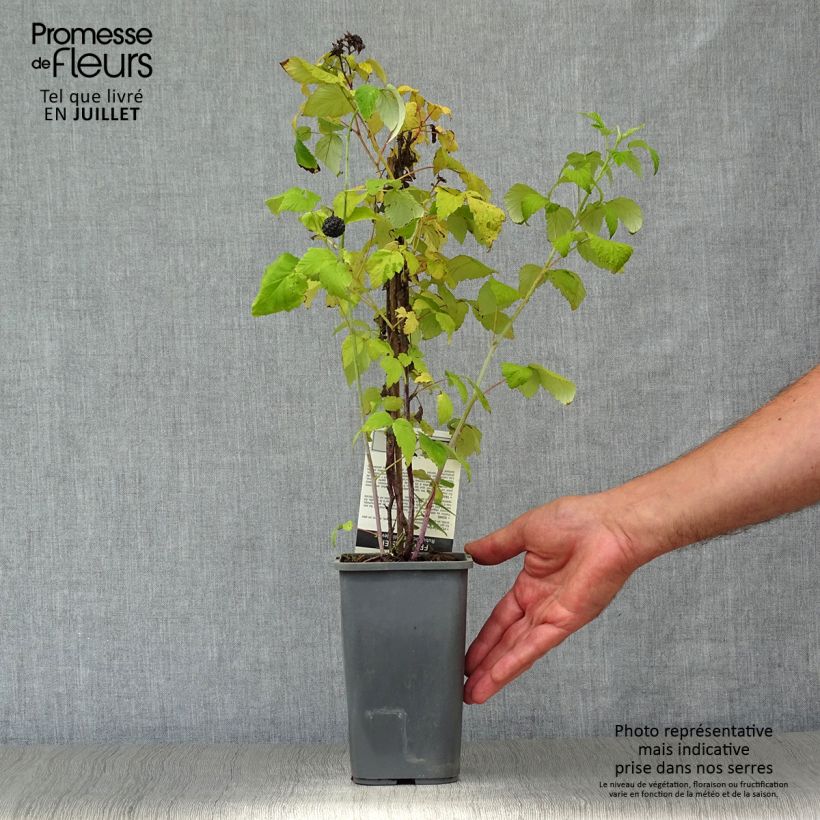 Amostra de Framboeseiro-preto Black Jewel - Rubus occidentalis Vaso de 1,5 L/2 L, Tufo tal como entregue no verão