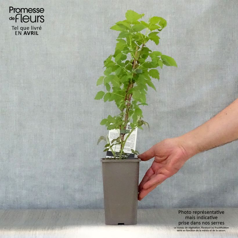 Amostra de Framboeseiro-preto Black Jewel - Rubus occidentalis Vaso de 1,5 L/2 L, Tufo tal como entregue na primavera