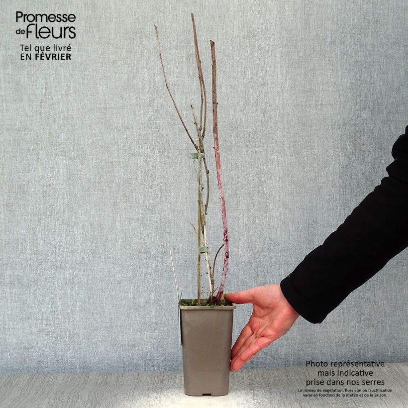 Amostra de Framboisier Black Jewel - Rubus occidentalis Pot de 1,5L/2L, Touffe tal como entregue no inverno