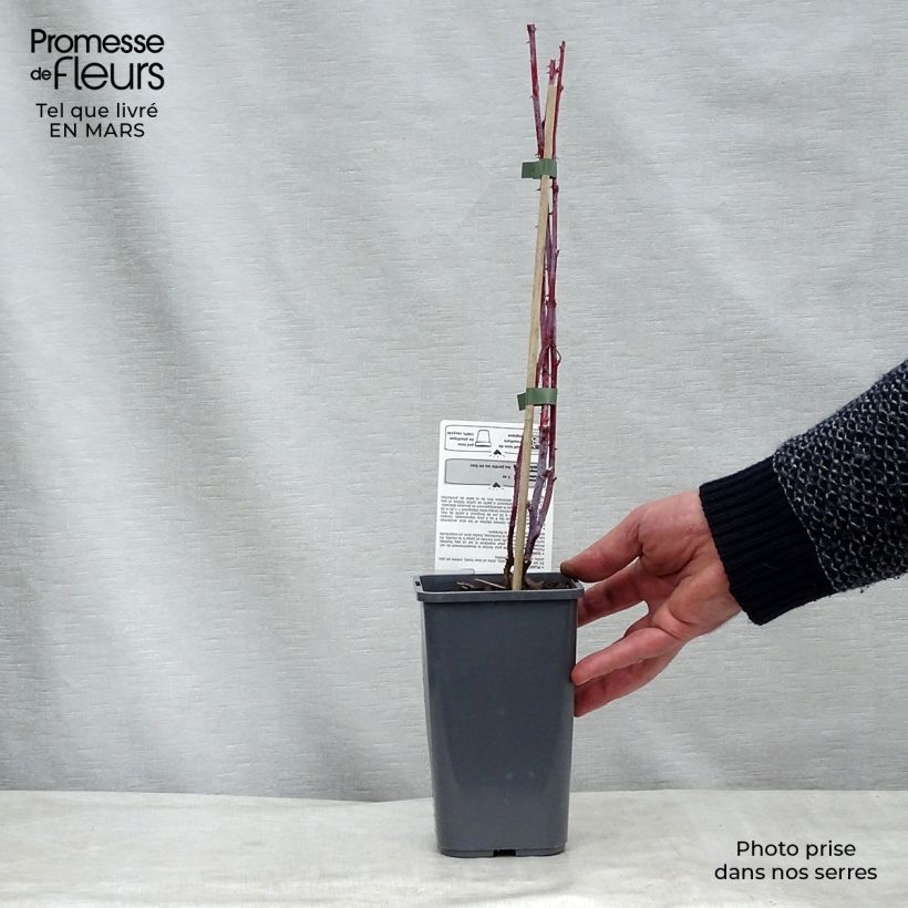 Amostra de Framboisier Black Jewel (non remontant) Bio Vaso de 1,5 L/2 L, Tufo tal como entregue no inverno