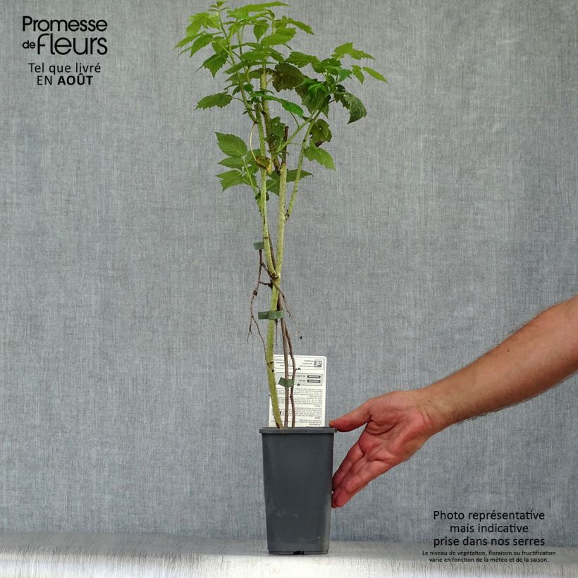 Amostra de Framboeseiro Blissy / Autumn Bliss (remontante) Bio - Rubus idaeus Vaso de 1,5 L/2 L, Tufo tal como entregue no verão