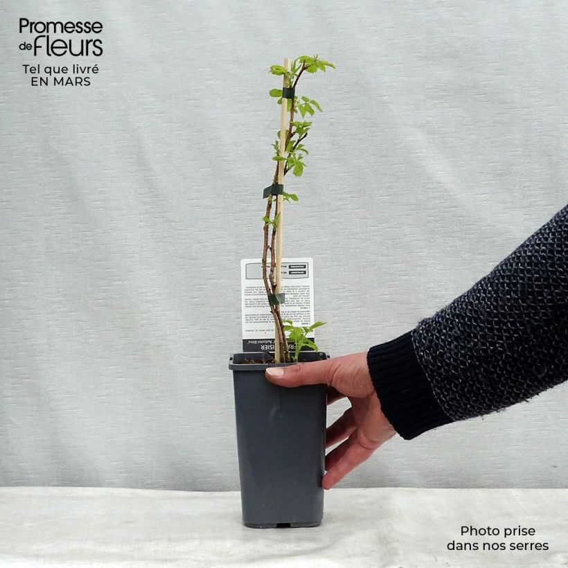 Amostra de Framboisier Blissy ou Autumn Bliss (remontant) Bio Vaso de 1,5 L/2 L, Tufo tal como entregue no inverno