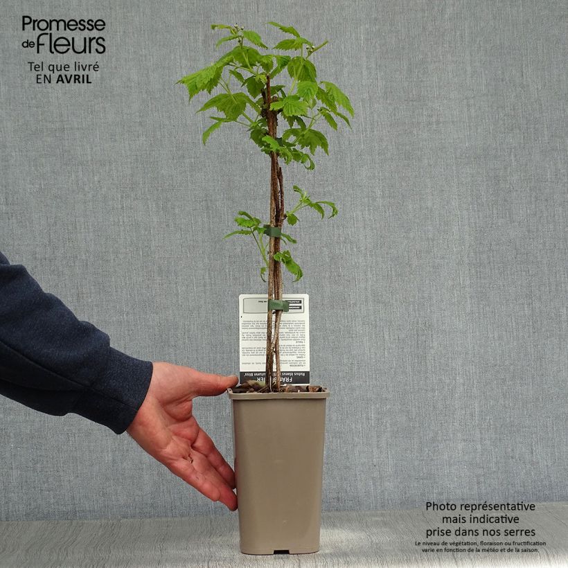 Amostra de Framboeseiro remontante Blissy / Autumn Bliss - Rubus idaeus Vaso de 1,5 L/2 L, Tufo tal como entregue na primavera