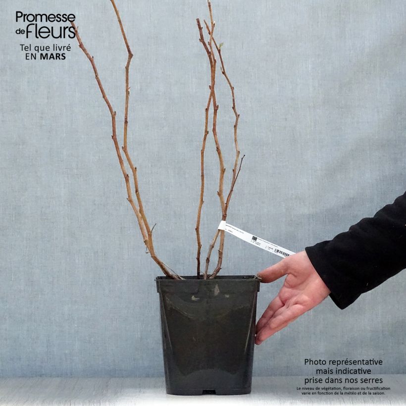 Amostra de Framboeseiro remontante Blissy / Autumn Bliss - Rubus idaeus Vaso de 3 L/4 L tal como entregue na primavera